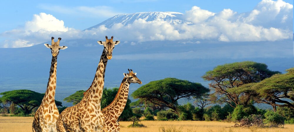 COVID 19 – A Possible Touch to Africa’s Tourism Destination Image